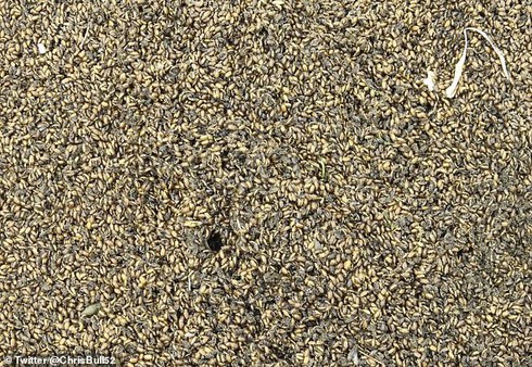 Hàng triệu con bọ xuất hiện ở bờ biển Anh.