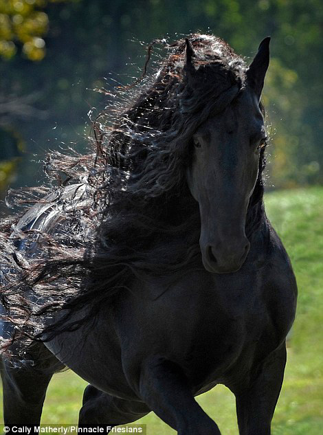 Gặp gỡ 'ngựa tóc dài' đẹp trai lãng tử nhất thế giới