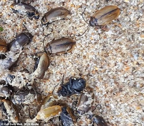 Những con bọ cánh cứng xuất hiện bất thường ở bờ biển Anh.