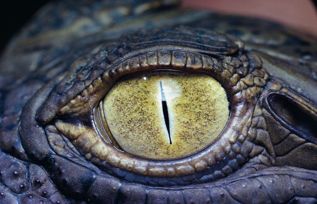Ánh mắt sắc lạnh của cá sấu.