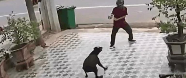 Video: Cao thủ Vịnh Xuân Việt xuất chiêu lạ đẩy lùi 2 ‘hắc cẩu’ khiến tất cả ngỡ ngàng