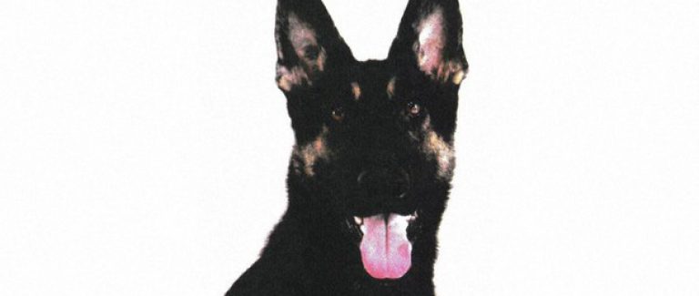 Ham vui khi làm nhiệm vụ tìm người mất tích, chú chó khiến sở cảnh sát điều động 35 người đi tìm