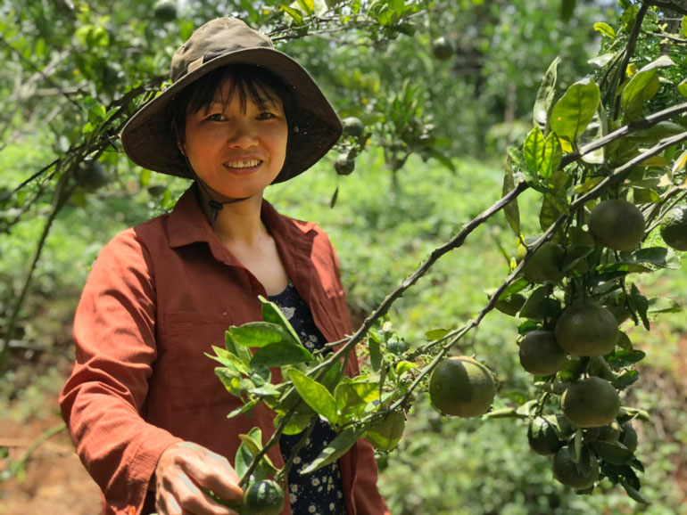 Bảo Lâm: Vườn trái ngọt trên đất Lộc An