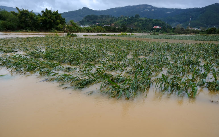 Lâm Đồng: Mưa lớn, lũ nhấn chìm hơn 300 ha rau màu ven sông Đa Nhim