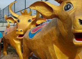 Linh vật trâu vàng đón Tết ở Long An, biểu cảm hoảng hốt đến hài hước khiến ai cũng phải bật cười