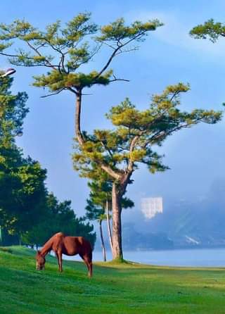 May be an image of horse, tree and nature