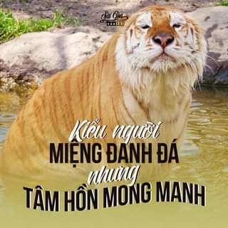 May be an image of big cat and text that says "của tôi Kiều người MIỆNG ĐÁNH ĐÁ nhưng TÂM HÃN MONG MANH"