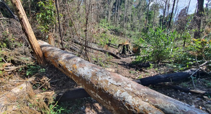 Lâm Đồng: Tạm đình chỉ công tác 4 trưởng ban quản lý rừng phòng hộ