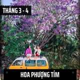 May be an image of 2 people, tree, outdoors and text that says "THÁNG3-4 4 3 DALAT HOA PHƯỢNG TÍM"