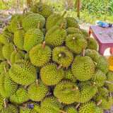 May be an image of durian and outdoors