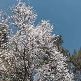 May be an image of flower, stone-fruit tree, nature and sky