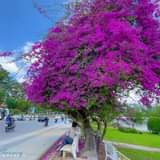 May be an image of flower, nature and tree